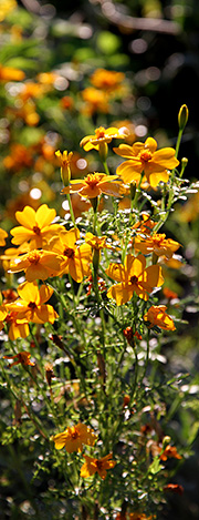 Tagetes frø