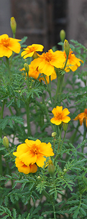 Tagetes