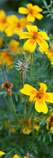 Tagetes frø