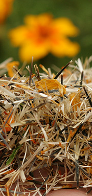 Tagetes frø