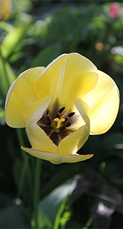 Gul tulipan