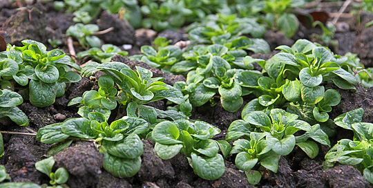 Vårsalat