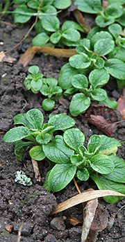 Vårsalat