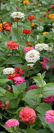 Zinnia frøkenhat